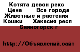 Котята девон рекс › Цена ­ 1 - Все города Животные и растения » Кошки   . Хакасия респ.,Саяногорск г.